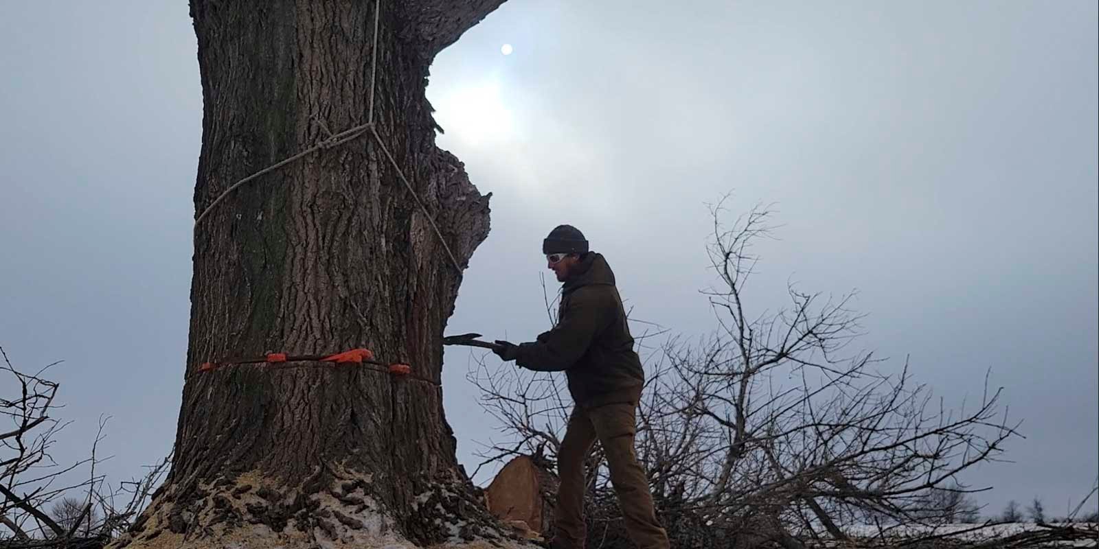tree felling and removal in Byron IL