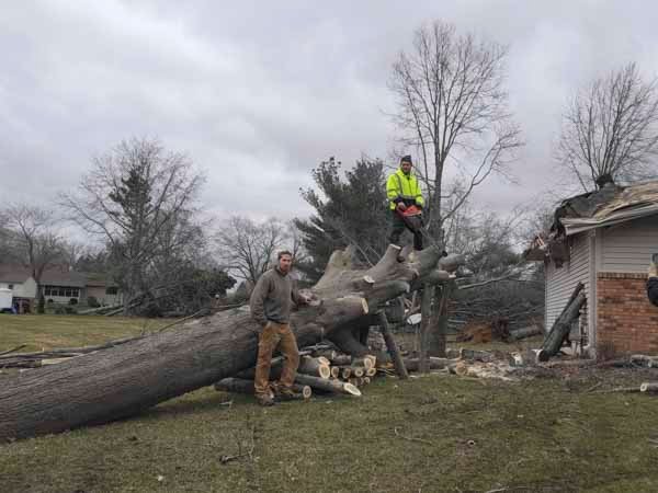 Oak tree blown over onto customer's house in April 2023