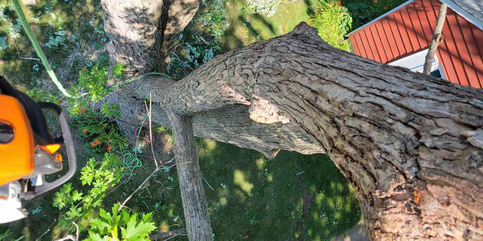 Tree Service Loves Park IL