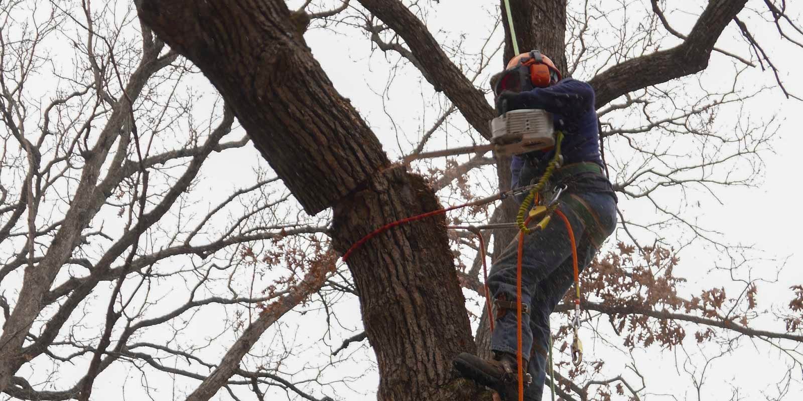 Machesney Park Tree Service