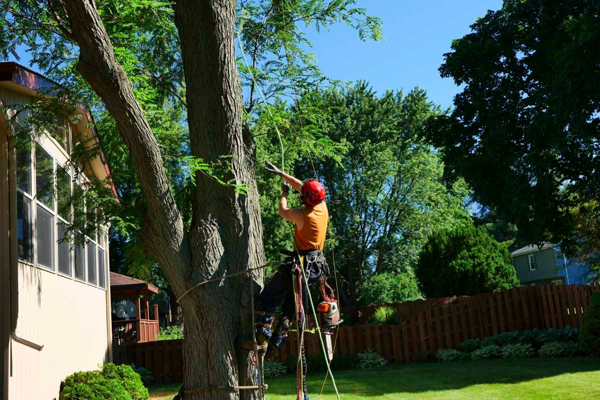 tree removal in back yard Rockford IL