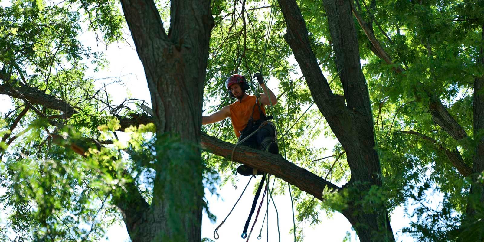 tree service near me in Rockford IL | Trimming | Removal
